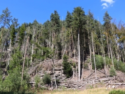 Bark beetle